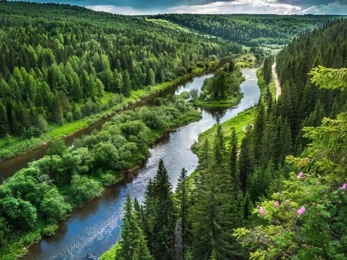 Еловый лес горы