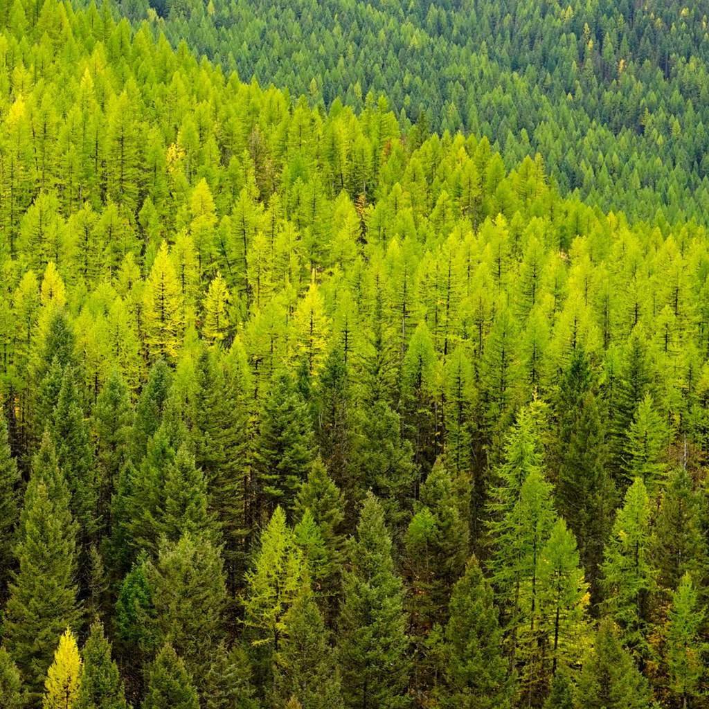 Стеклянный лес фото