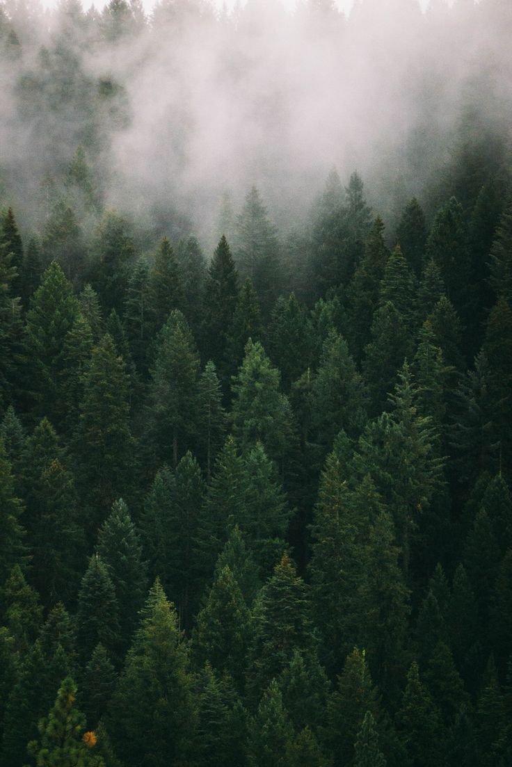 Черно белый лес