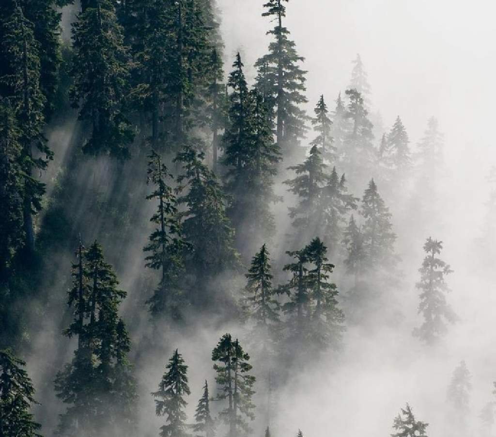 Лес Эстетика