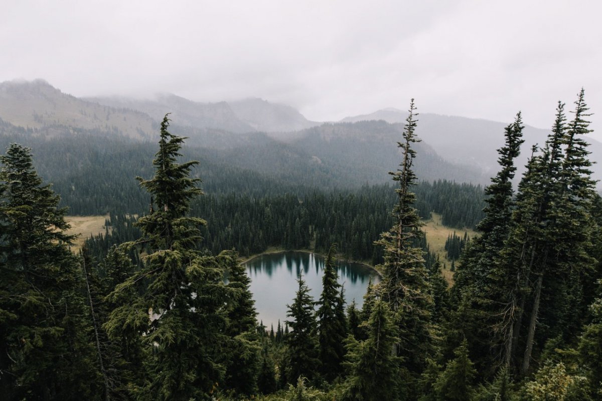 Пихта Сибирская Тайга