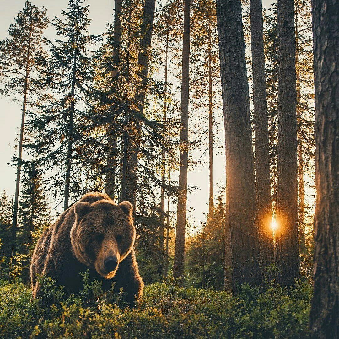 Эстетика леса в тумане