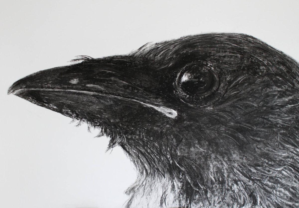 Ворон нарисованный