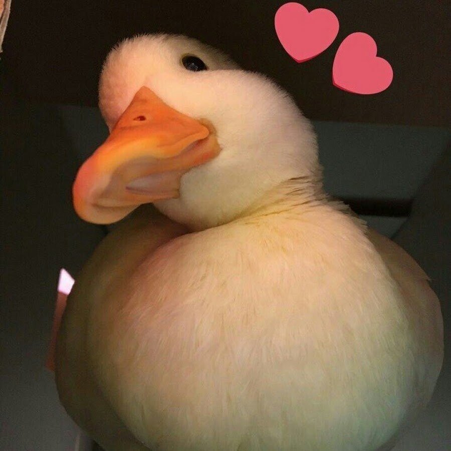 Милые Фламинго