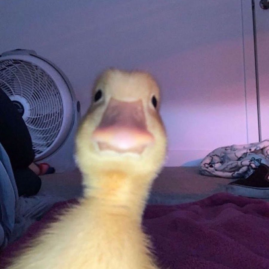 Untitled Goose game арты