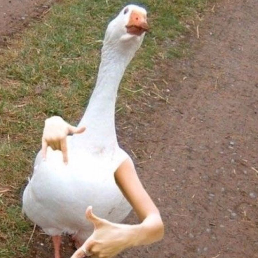 Цитаты про гуся