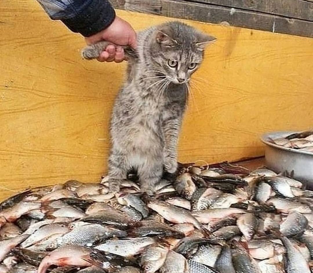 Скидка рыбный день