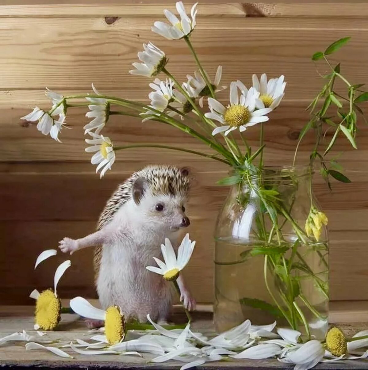 Позитивные животные и кофе