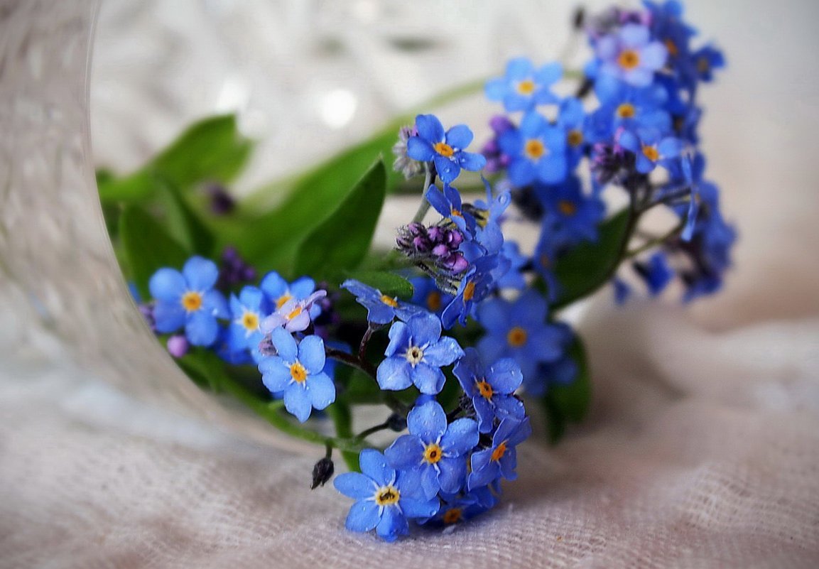 Незабудка синяя корзинка