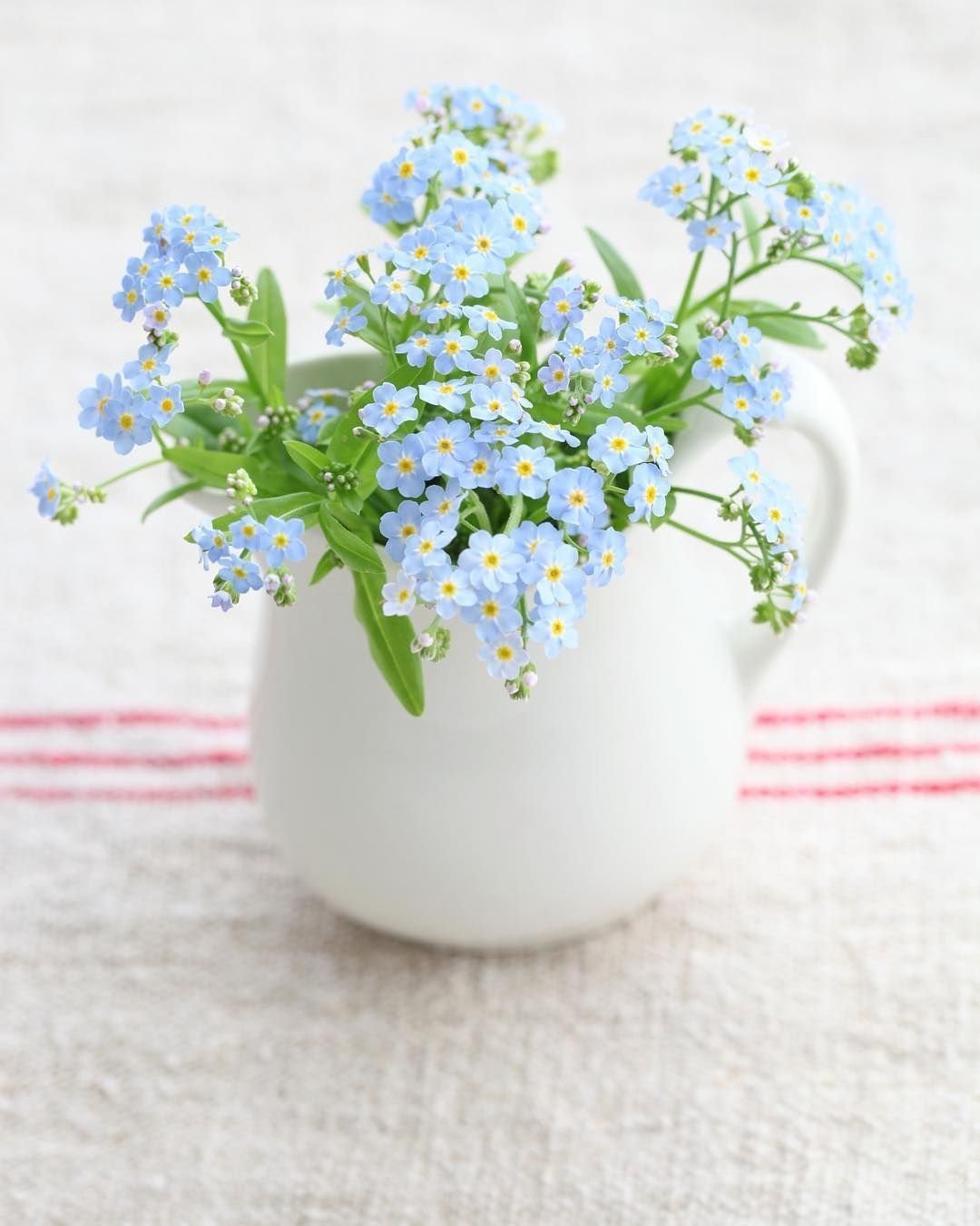 Фиалка букет незабудок