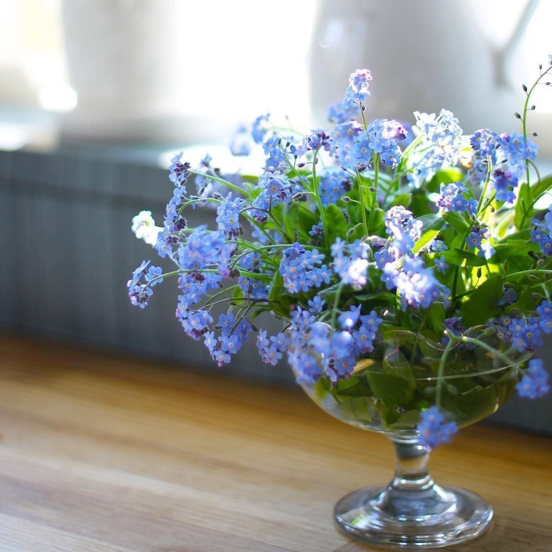 Незабудки в руках