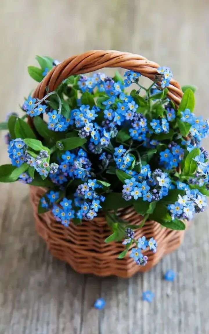 Букет незабудок