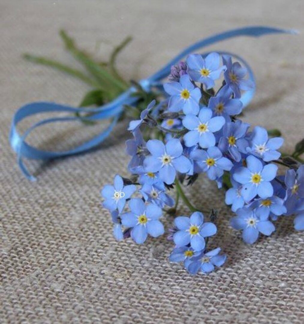 Маленький букет незабудок