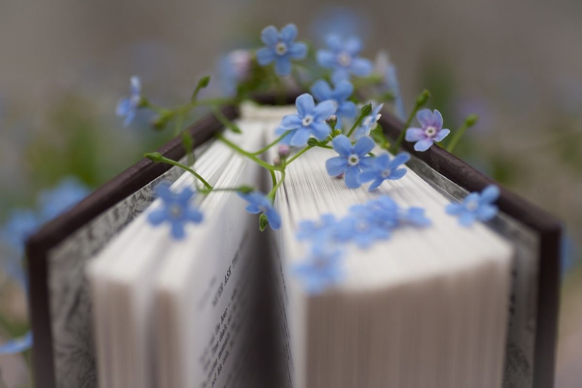 Цветы незабудки букет