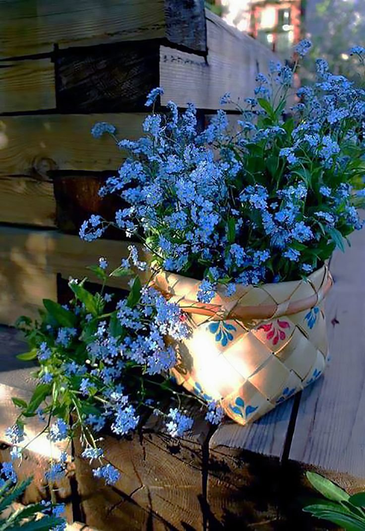 Незабудки в вазе