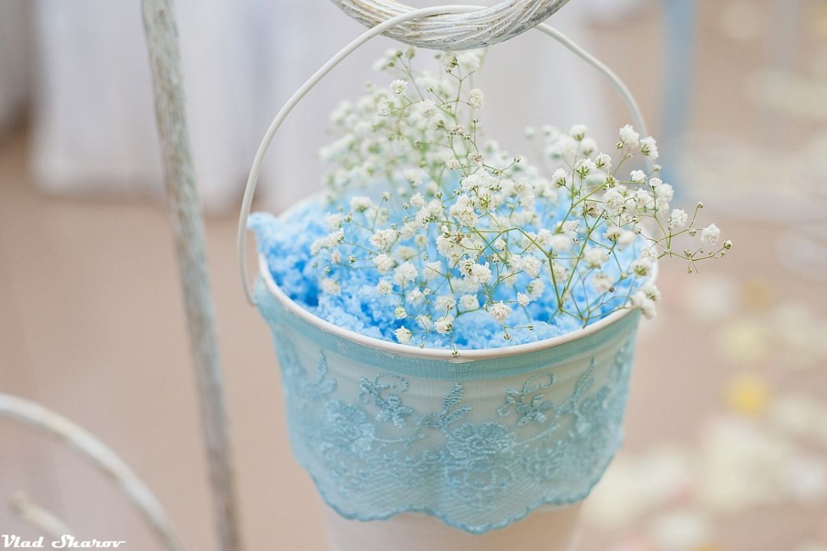 Незабудка Помпадур в горшке