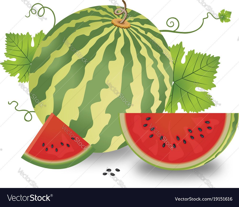 Арбуз вектор Графика