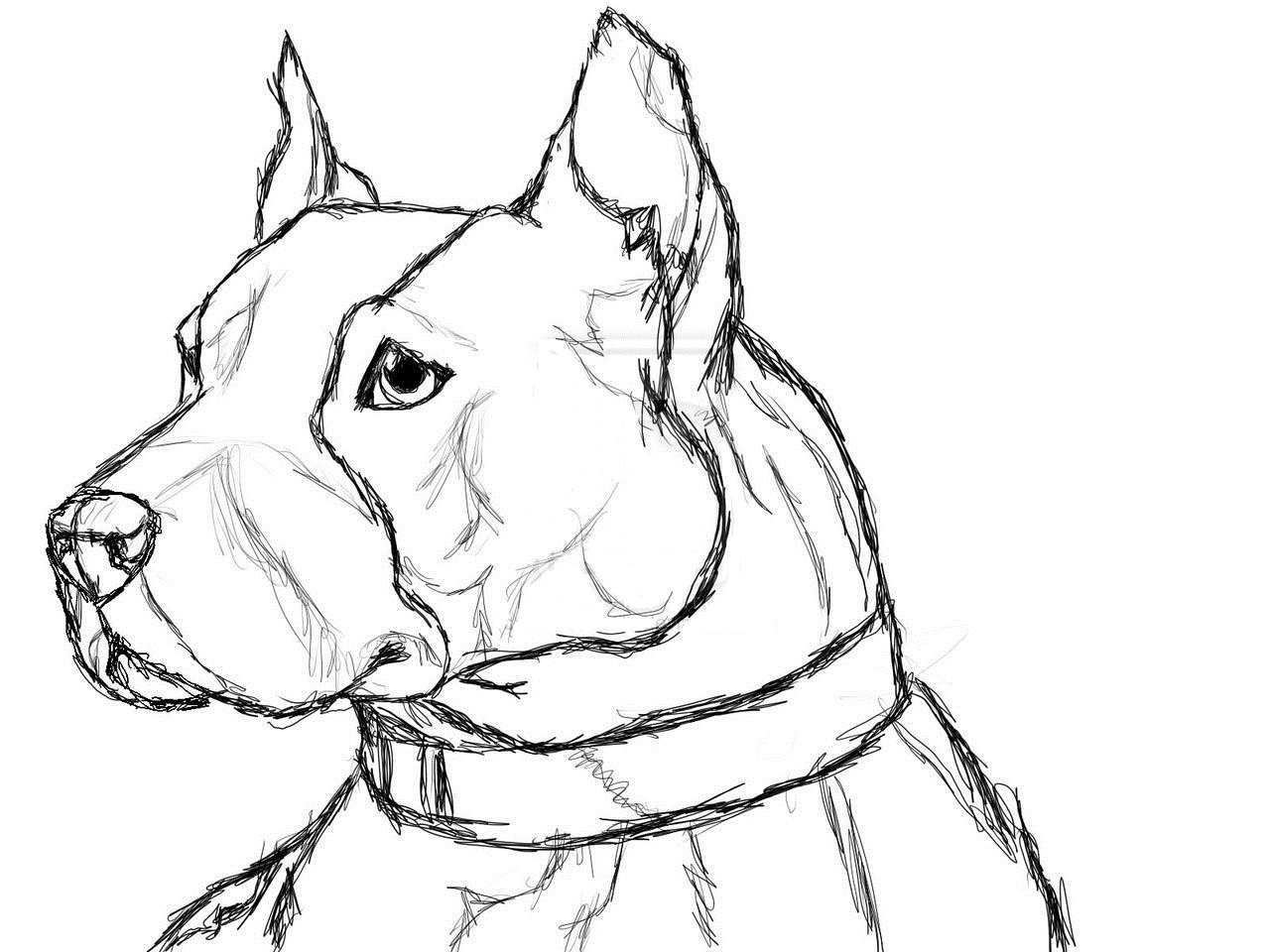 Нарисовать собаку карандашом легко и красиво. Собака рисунок карандашом. Картинки собак для срисовки. Рисунок собаки карандашом для срисовки. Рисунки собак для срисовки лёгкие.