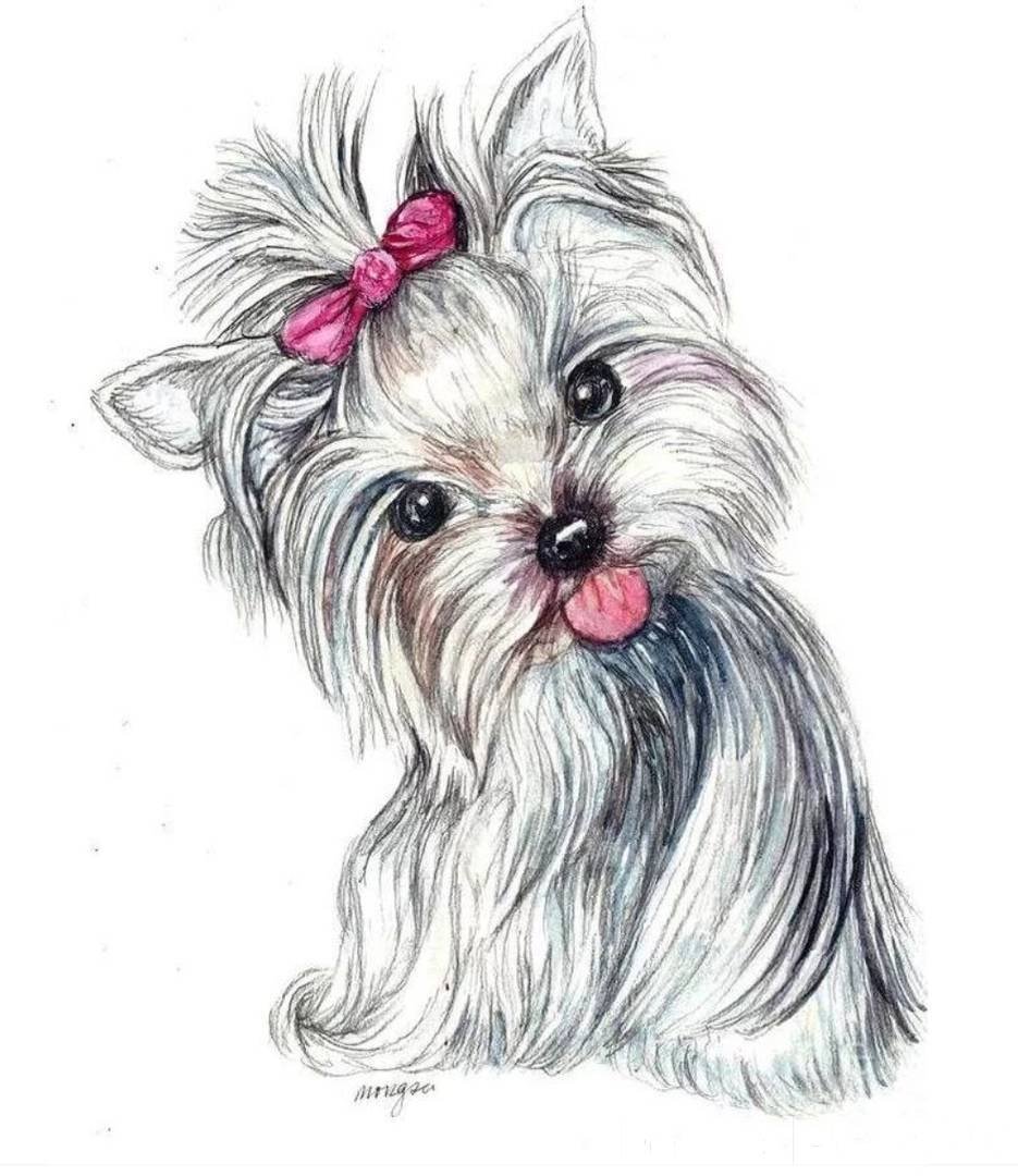 Скетч собака Йоркширский терьер