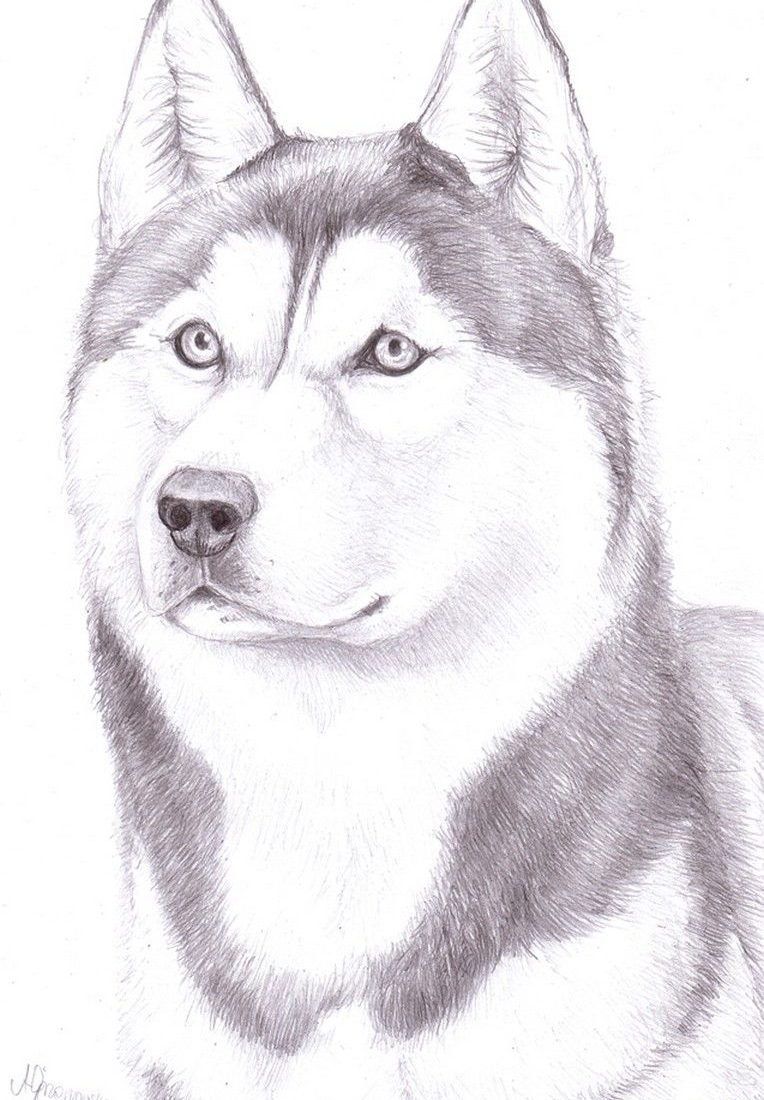 Собака рисунок карандашом