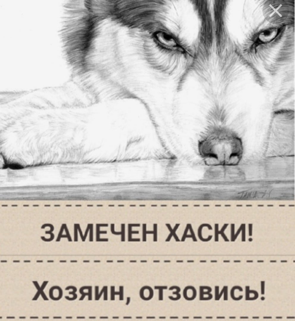 Хаски карандашом