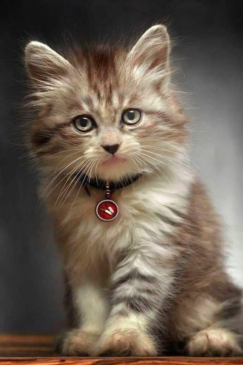 Смешные котята