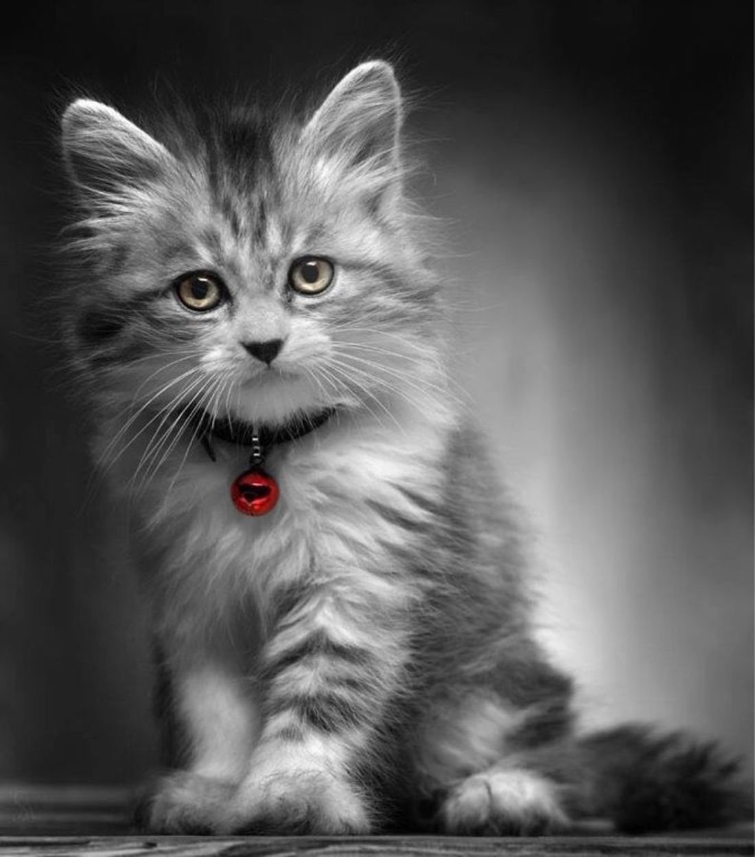 Красивые котята