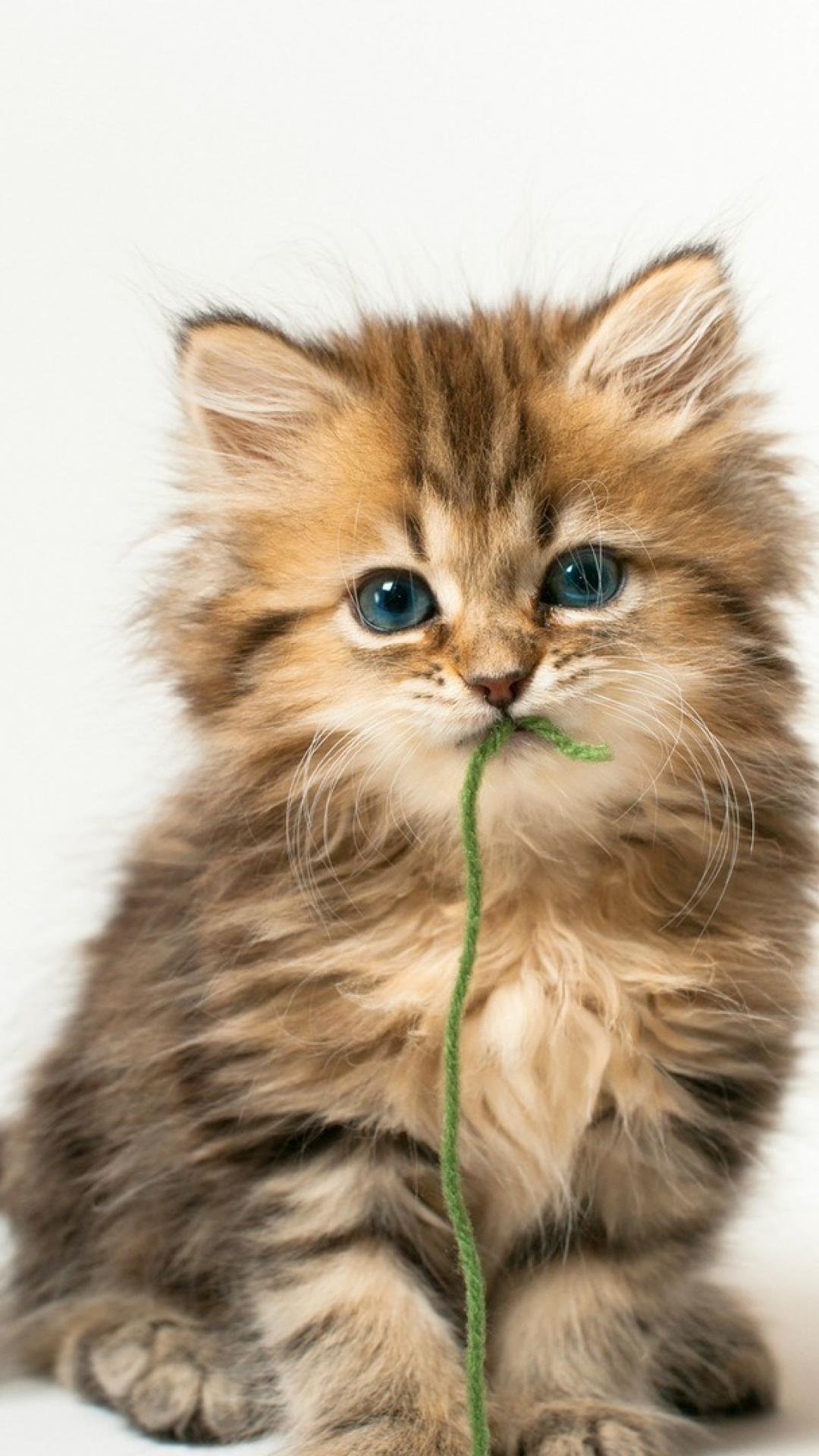 Заставка котики