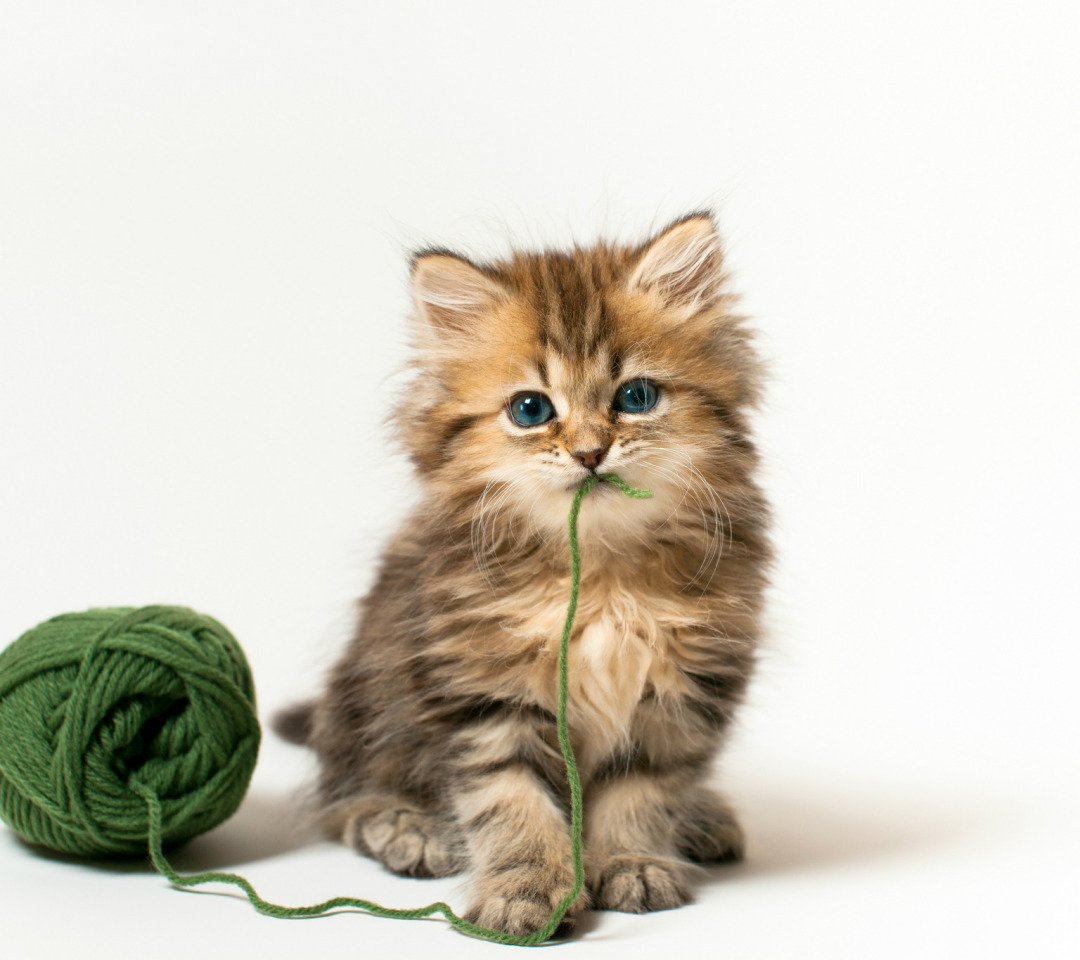 Котята на заставку