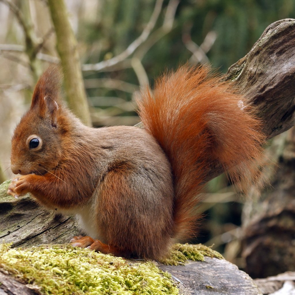 Животные тайги