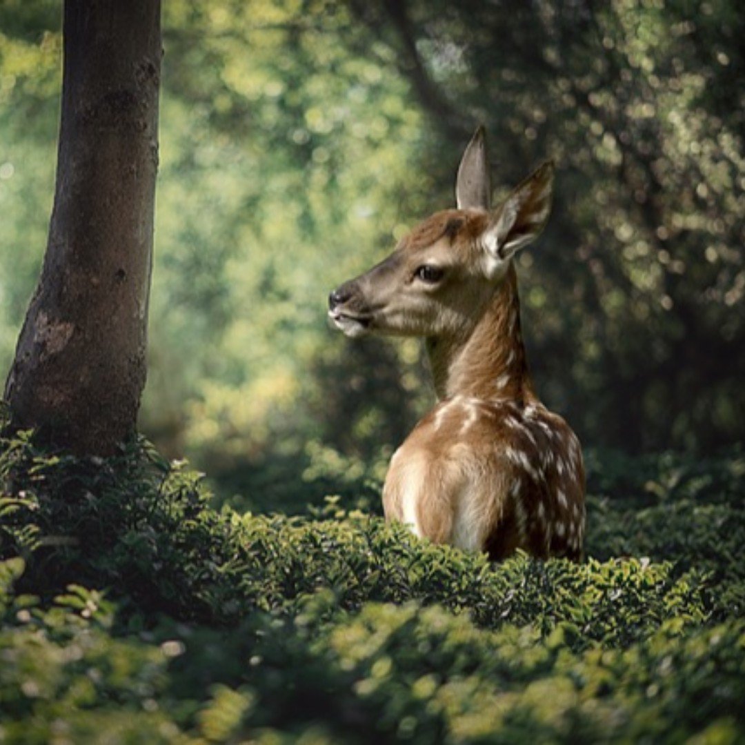 Эстетика животных в лесу