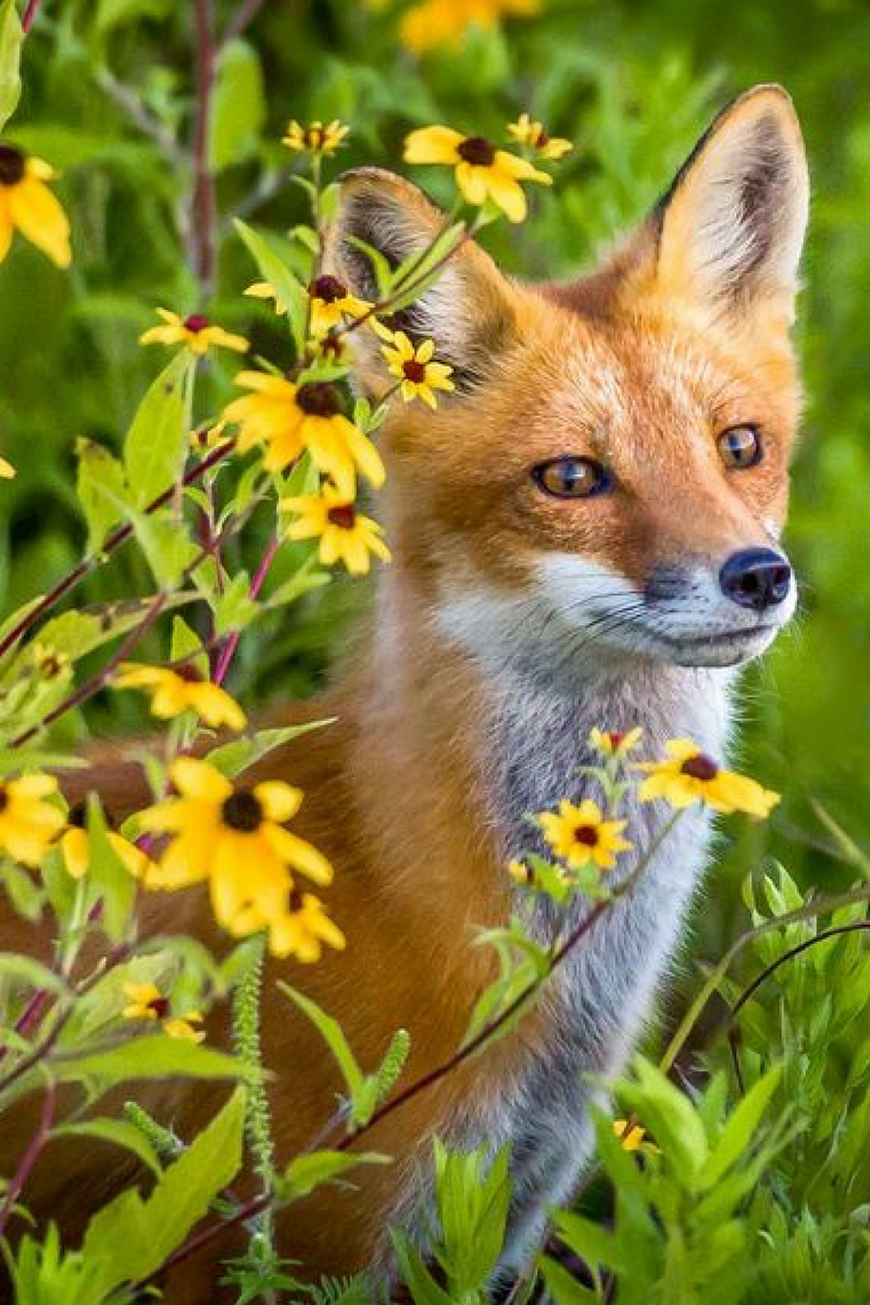 Красивые лисы