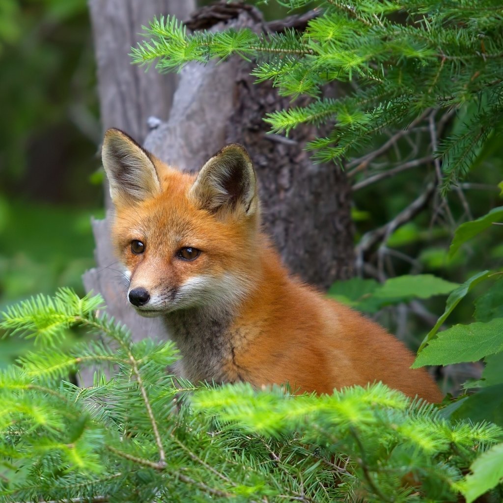 Лесные звери