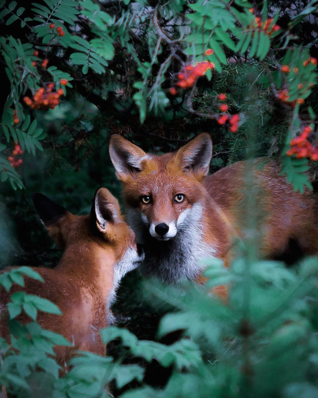 Лиса в Беловежской пуще