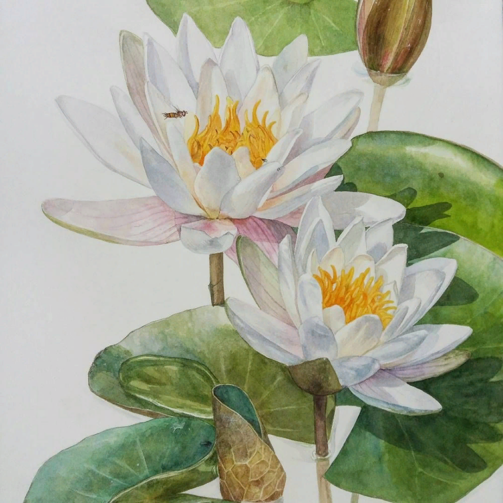 Nymphaea Lotus Ботаническая иллюстрация