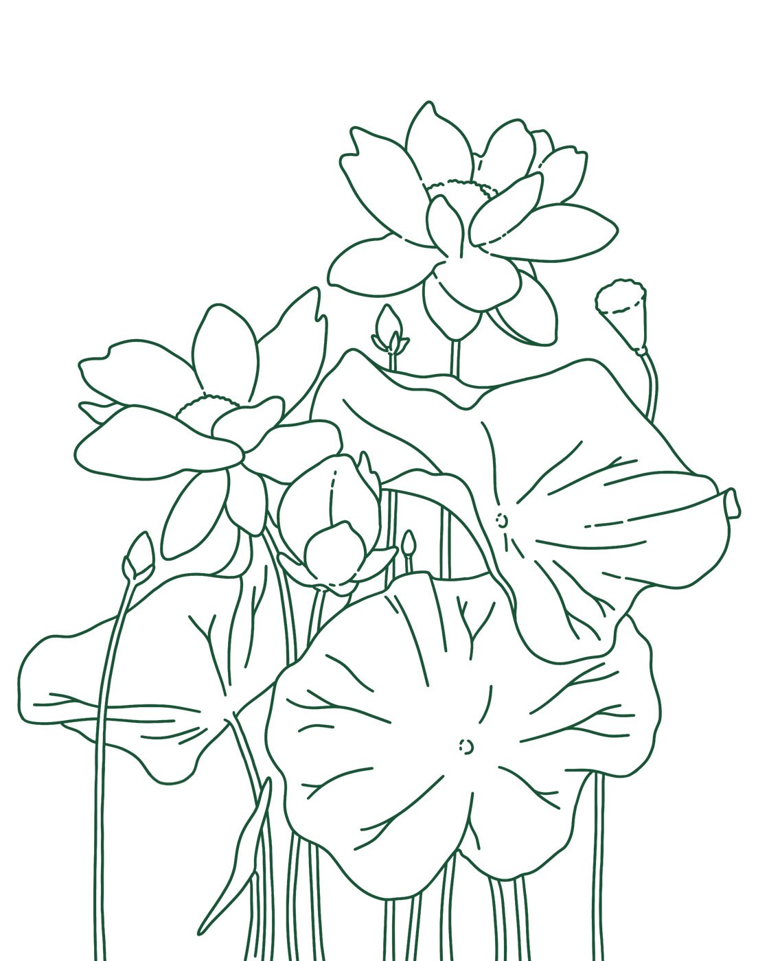 Nelumbo Lotus гербарий