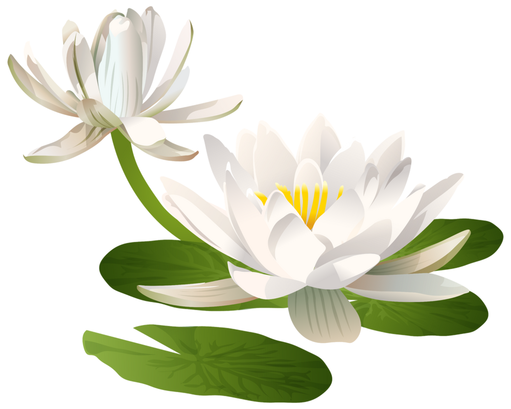 Кувшинка белоснежная