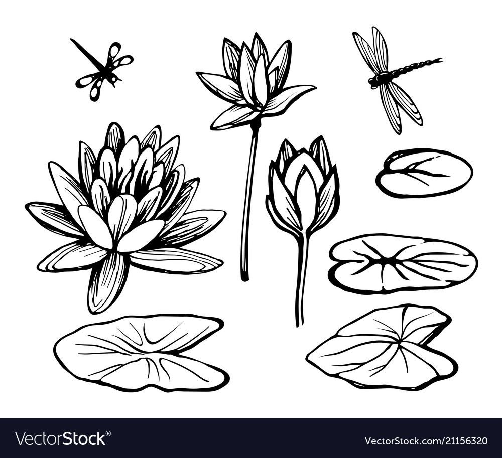 Лист кувшинки вектор