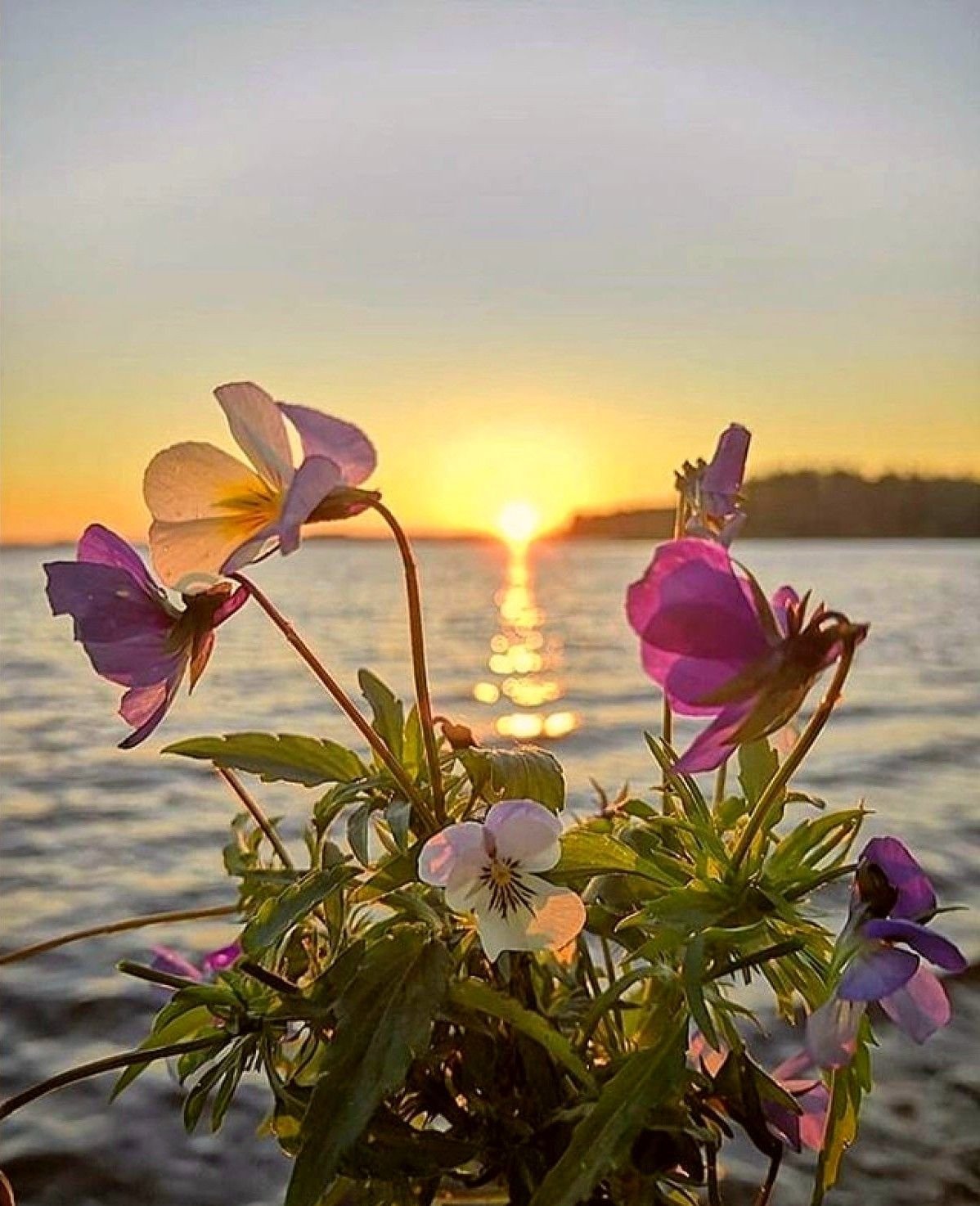 Летний вечер цветы