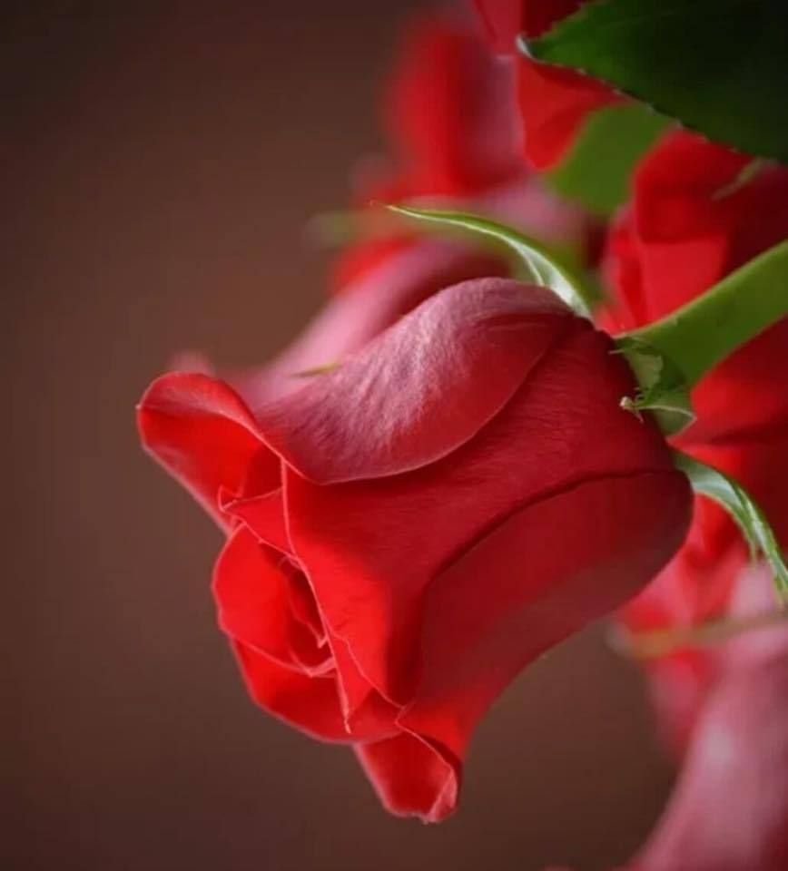 День красных роз с надписями