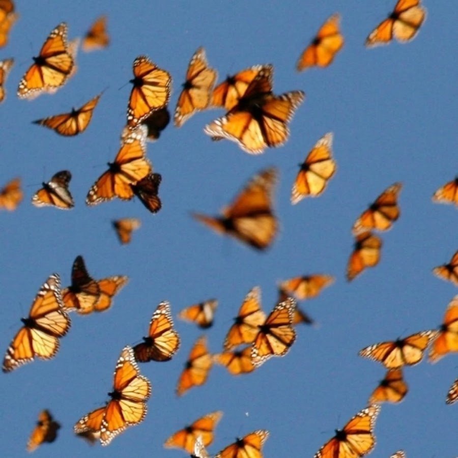 Маленькие бабочки на прозрачном фоне