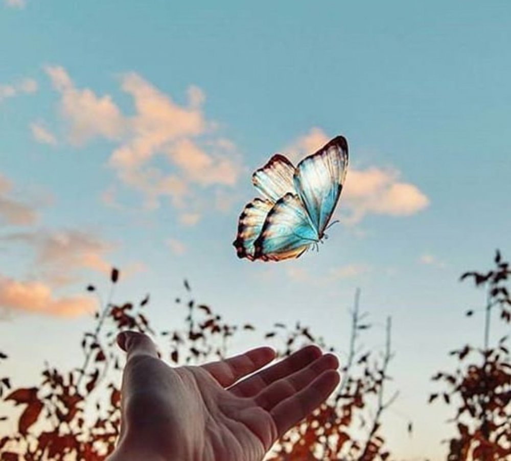 Рой бабочек разноцветных