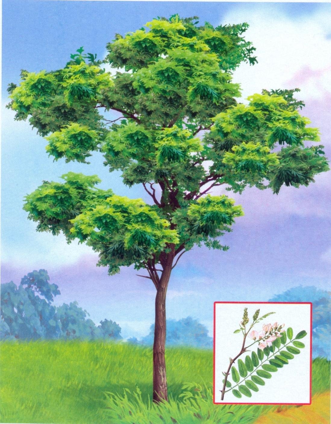 Карточки деревья и кустарники для детей