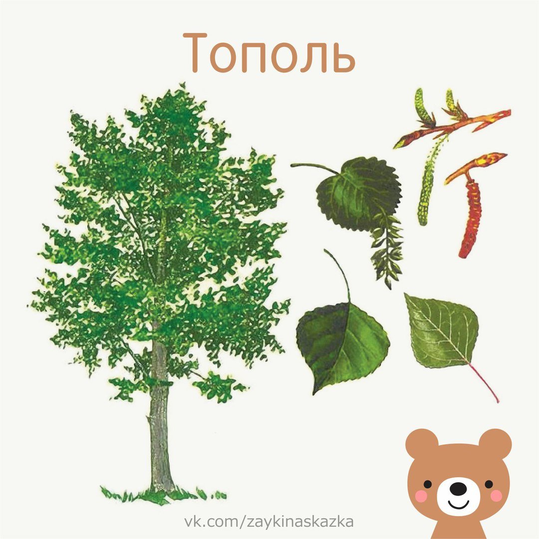 Листья деревьев с плодами Тополь