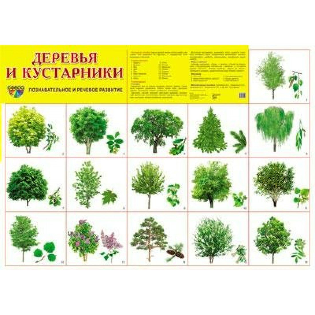 Плакат деревья и кустарники