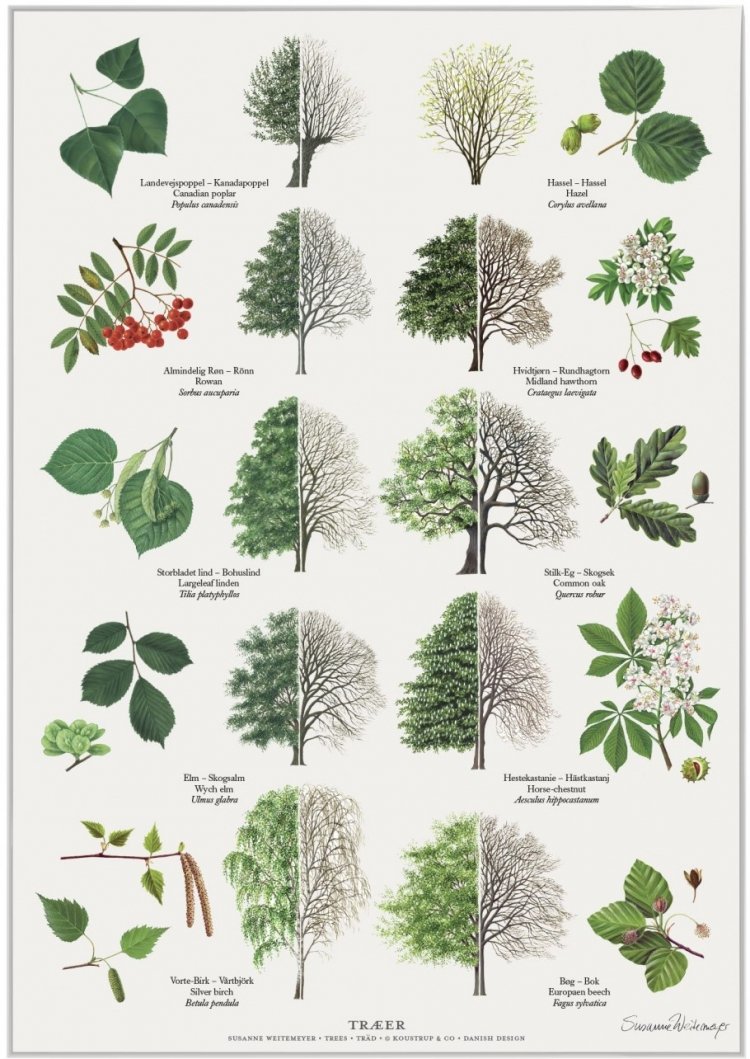 Лиственные деревья Урала