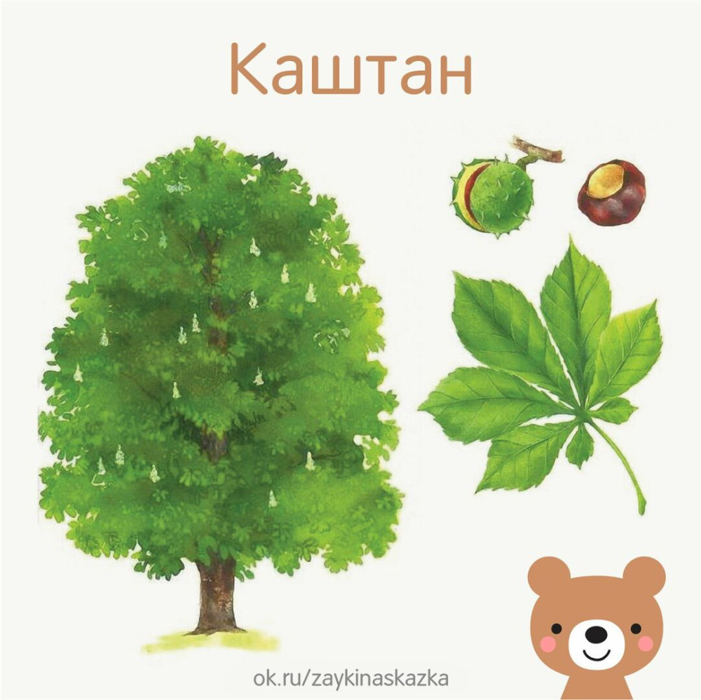 Дидактическая игра для детей "с какого дерева лист?"