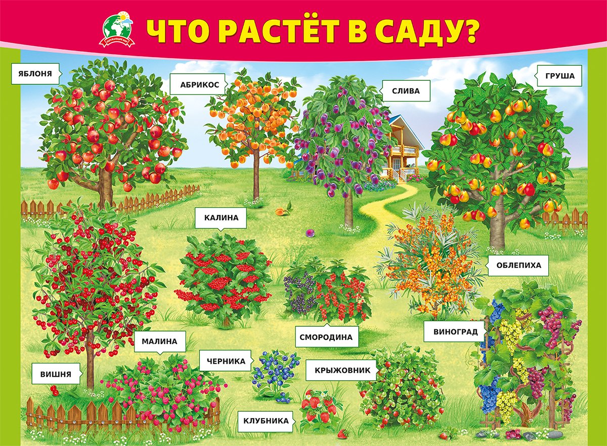 Что растет в саду