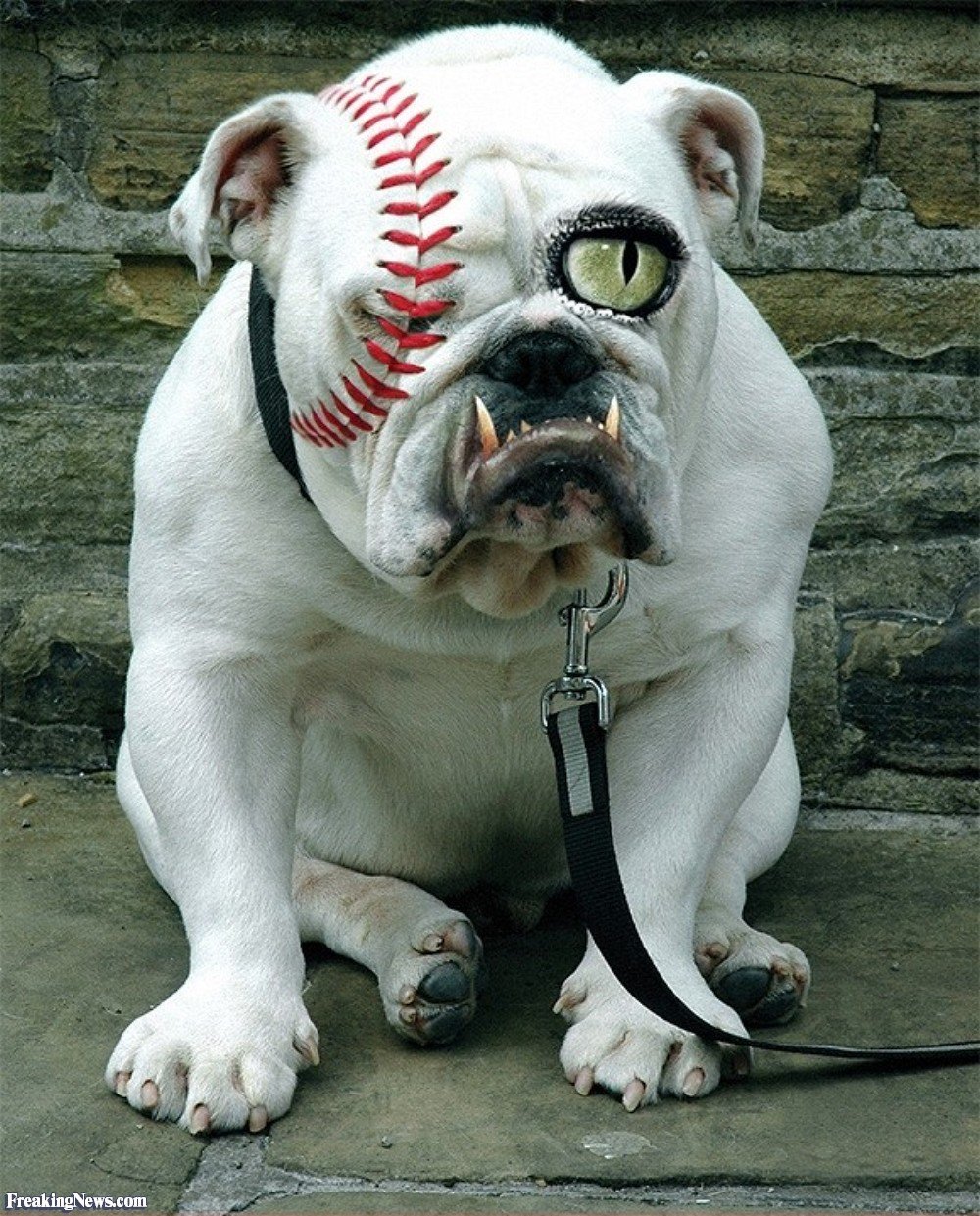 Бульдог страшный