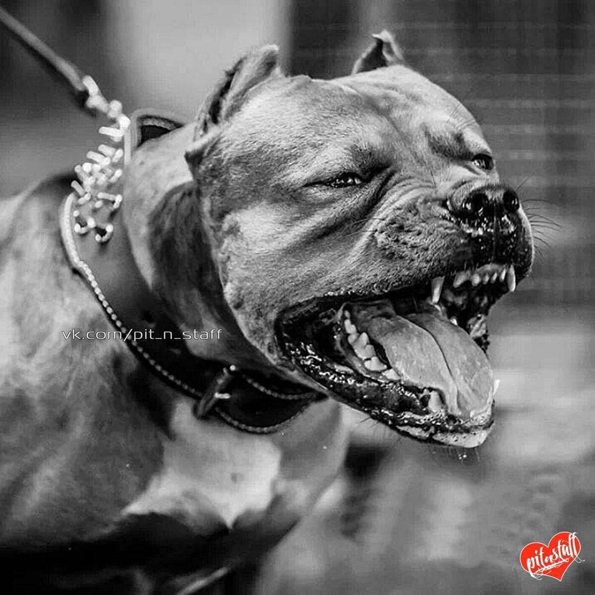 Американский стаффордширский питбультерьер злые